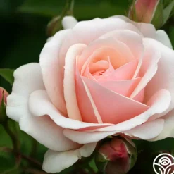 Heirloom Roses Majestic™ Best