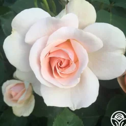 Heirloom Roses Majestic™ Best
