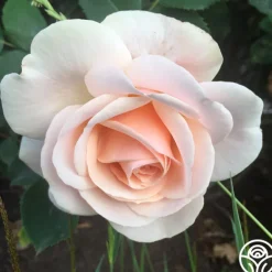 Heirloom Roses Majestic™ Best