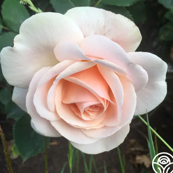 Heirloom Roses Majestic™ Best