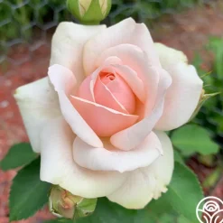 Heirloom Roses Majestic™ Best