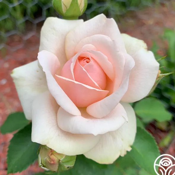 Heirloom Roses Majestic™ Best