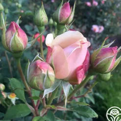 Heirloom Roses Majestic™ Best