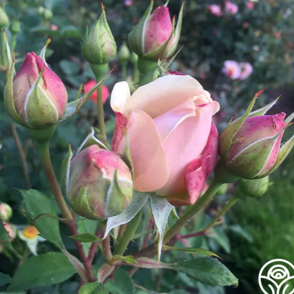 Heirloom Roses Majestic™ Best