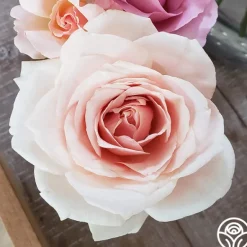 Heirloom Roses Majestic™ Best