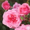 Heirloom Roses Malaguena Online