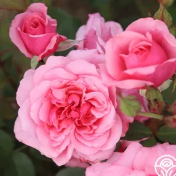 Heirloom Roses Malaguena Online