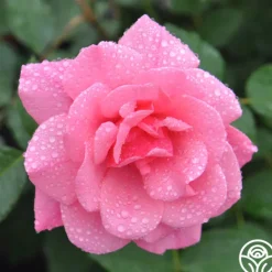 Heirloom Roses Malaguena Online