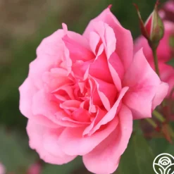 Heirloom Roses Malaguena Online