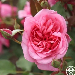 Heirloom Roses Malaguena Online