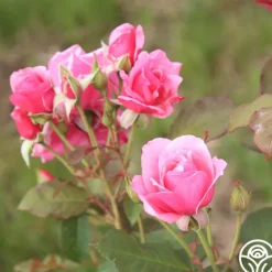 Heirloom Roses Malaguena Online