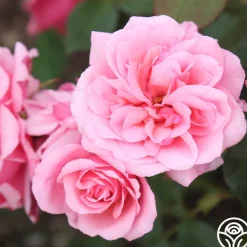 Heirloom Roses Malaguena Online
