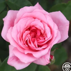 Heirloom Roses Malaguena Online