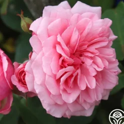 Heirloom Roses Malaguena Online