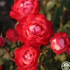 Heirloom Roses Mandarin Ice® Sale