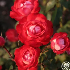 Heirloom Roses Mandarin Ice® Sale