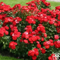 Heirloom Roses Mandarin Ice® Sale