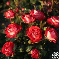 Heirloom Roses Mandarin Ice® Sale