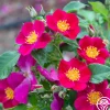 Heirloom Roses Manhattan Blue Outlet