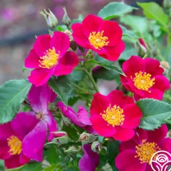 Heirloom Roses Manhattan Blue Outlet