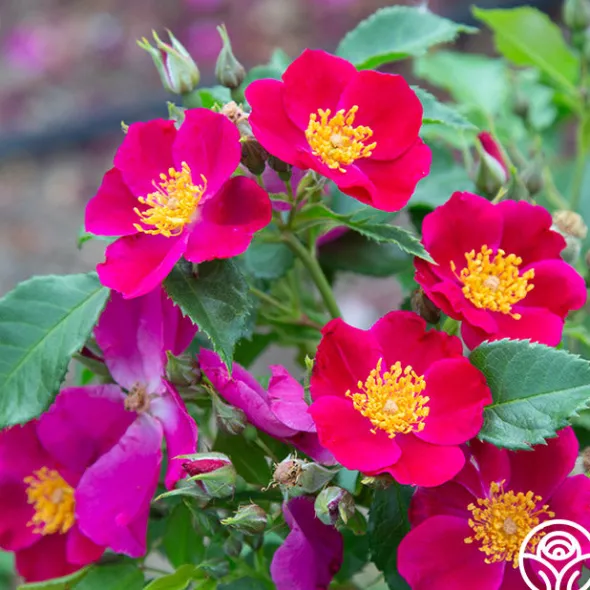 Heirloom Roses Manhattan Blue Outlet