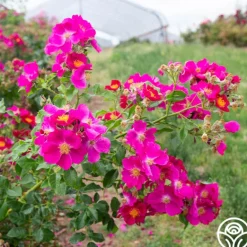 Heirloom Roses Manhattan Blue Outlet