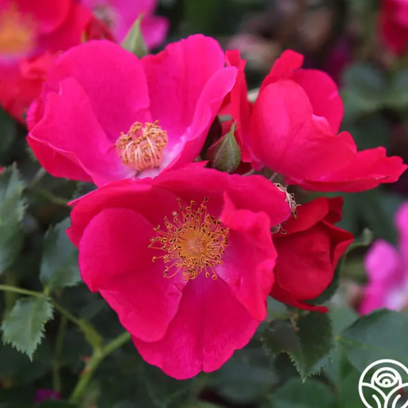 Heirloom Roses Manhattan Blue Outlet