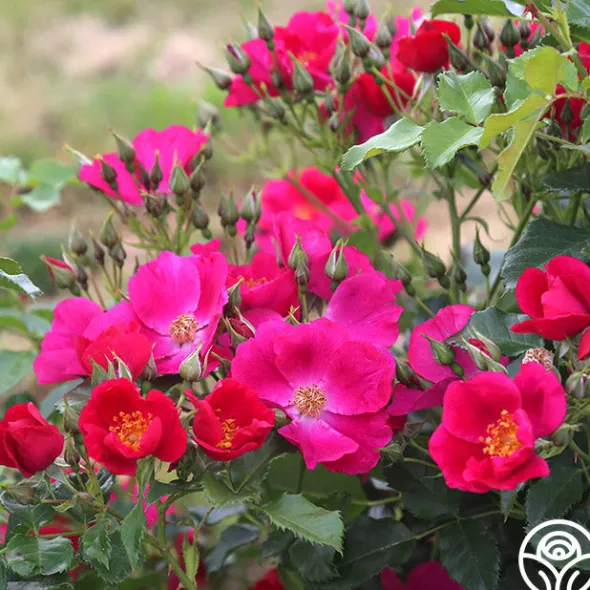 Heirloom Roses Manhattan Blue Outlet