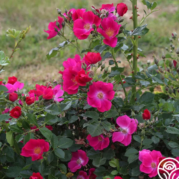 Heirloom Roses Manhattan Blue Outlet