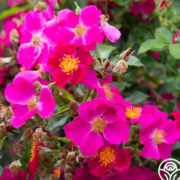 Heirloom Roses Manhattan Blue Outlet