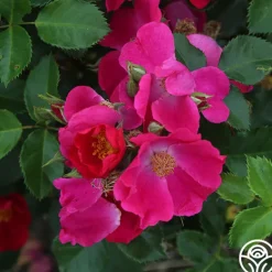 Heirloom Roses Manhattan Blue Outlet