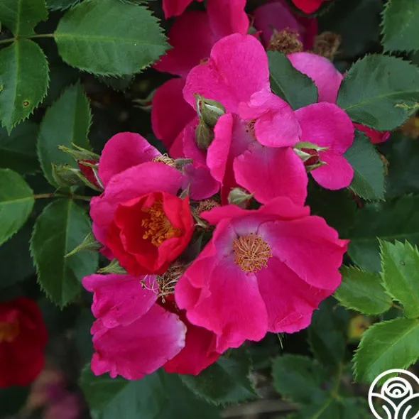 Heirloom Roses Manhattan Blue Outlet