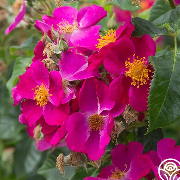 Heirloom Roses Manhattan Blue Outlet