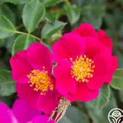 Heirloom Roses Manhattan Blue Outlet