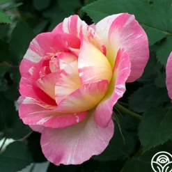 Heirloom Roses Marc Chagall™ Discount