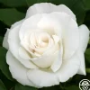 Heirloom Roses Margaret Merrill® Sale