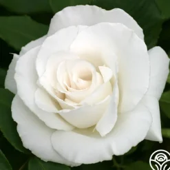 Heirloom Roses Margaret Merrill® Sale