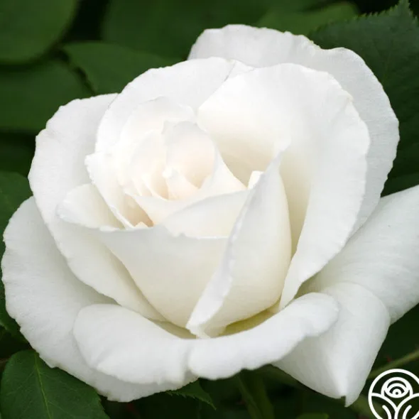 Heirloom Roses Margaret Merrill® Sale