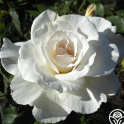 Heirloom Roses Margaret Merrill® Sale