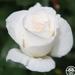 Heirloom Roses Margaret Merrill® Sale