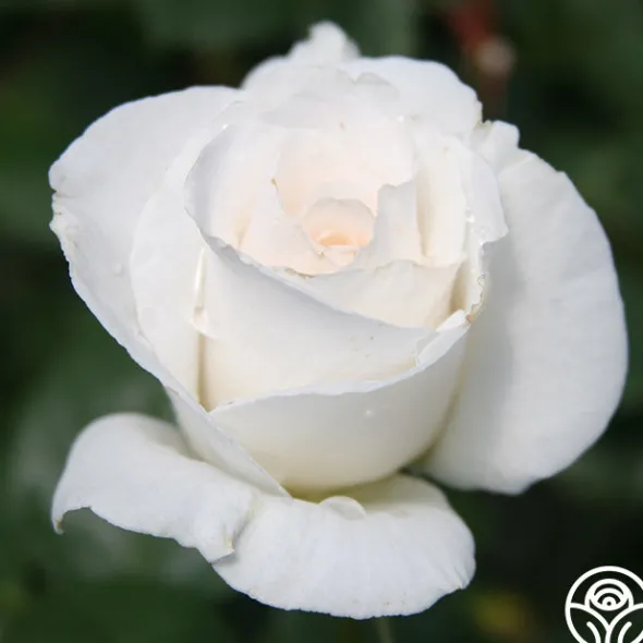 Heirloom Roses Margaret Merrill® Sale
