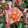 Heirloom Roses Marie Curie® Discount