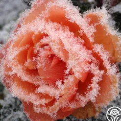 Heirloom Roses Marie Curie® Discount