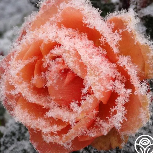 Heirloom Roses Marie Curie® Discount