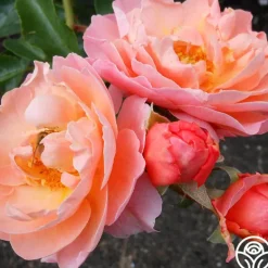 Heirloom Roses Marie Curie® Discount