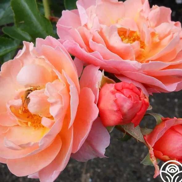 Heirloom Roses Marie Curie® Discount