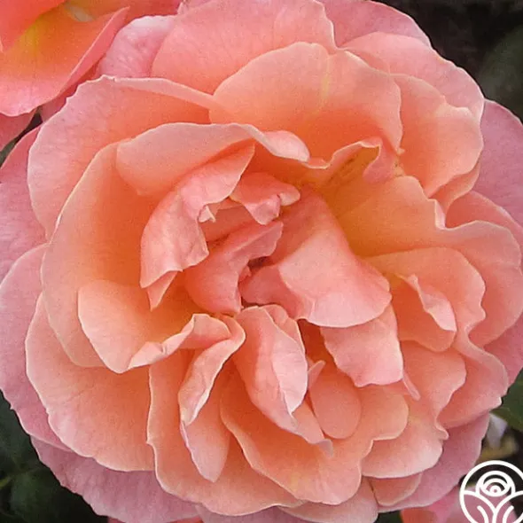 Heirloom Roses Marie Curie® Discount