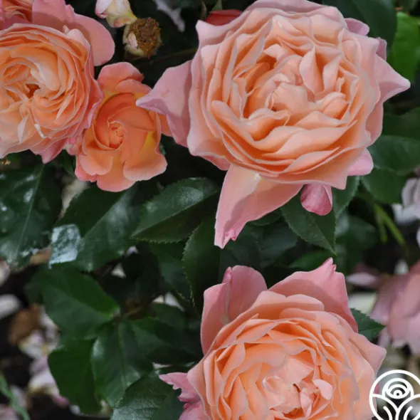 Heirloom Roses Marie Curie® Discount