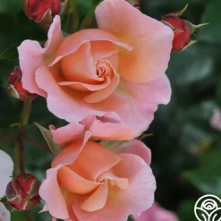 Heirloom Roses Marie Curie® Discount