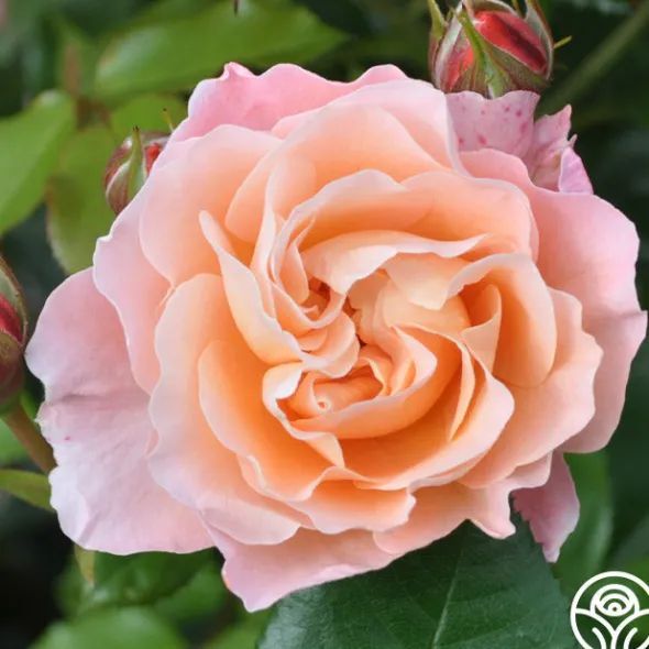 Heirloom Roses Marie Curie® Discount